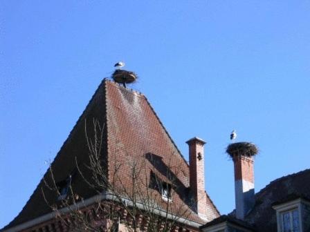 Auberge Obersolberg Eschbach-au-Val Exteriör bild
